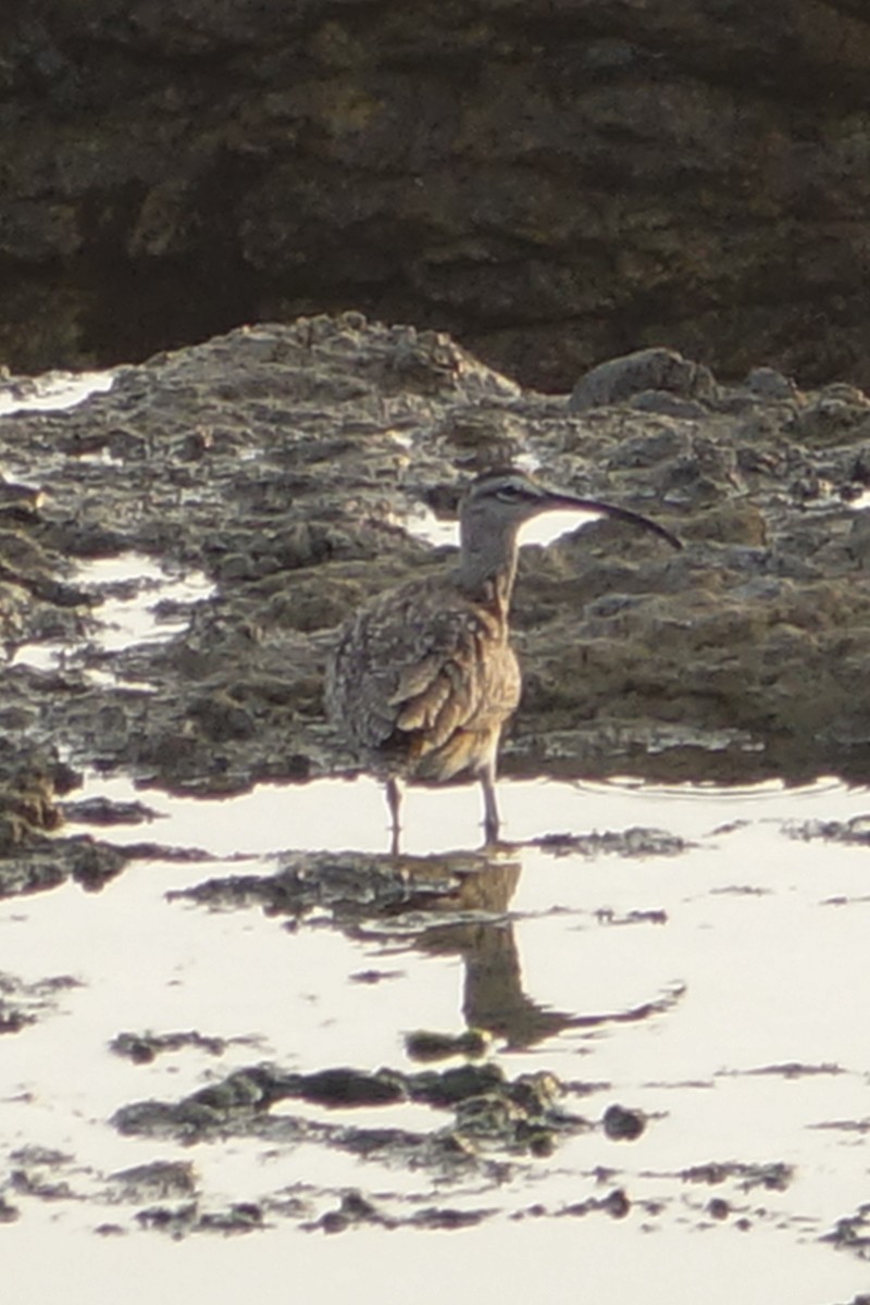 חרמשון אמריקאי - ML613944080