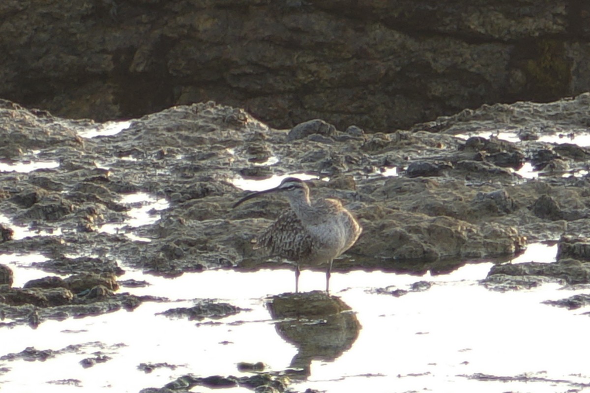 חרמשון אמריקאי - ML613944081