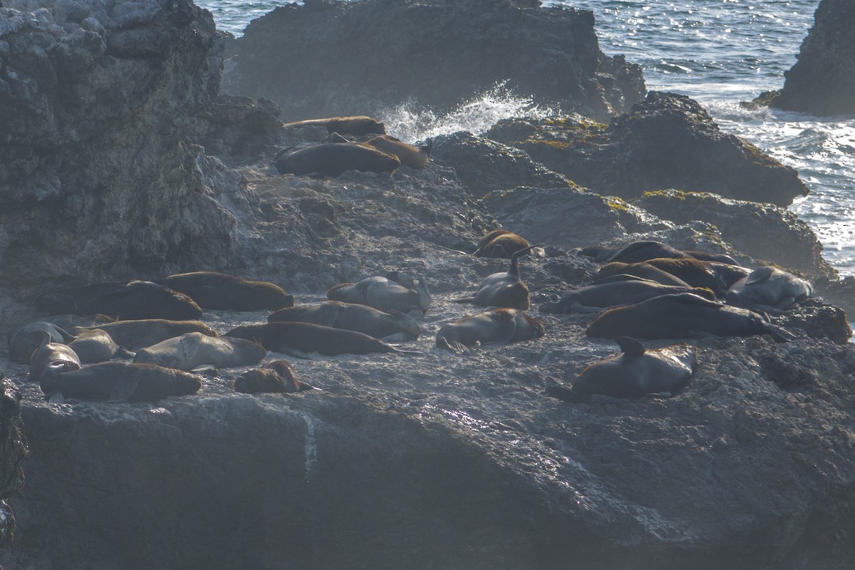 חופית לבנה - ML613944084