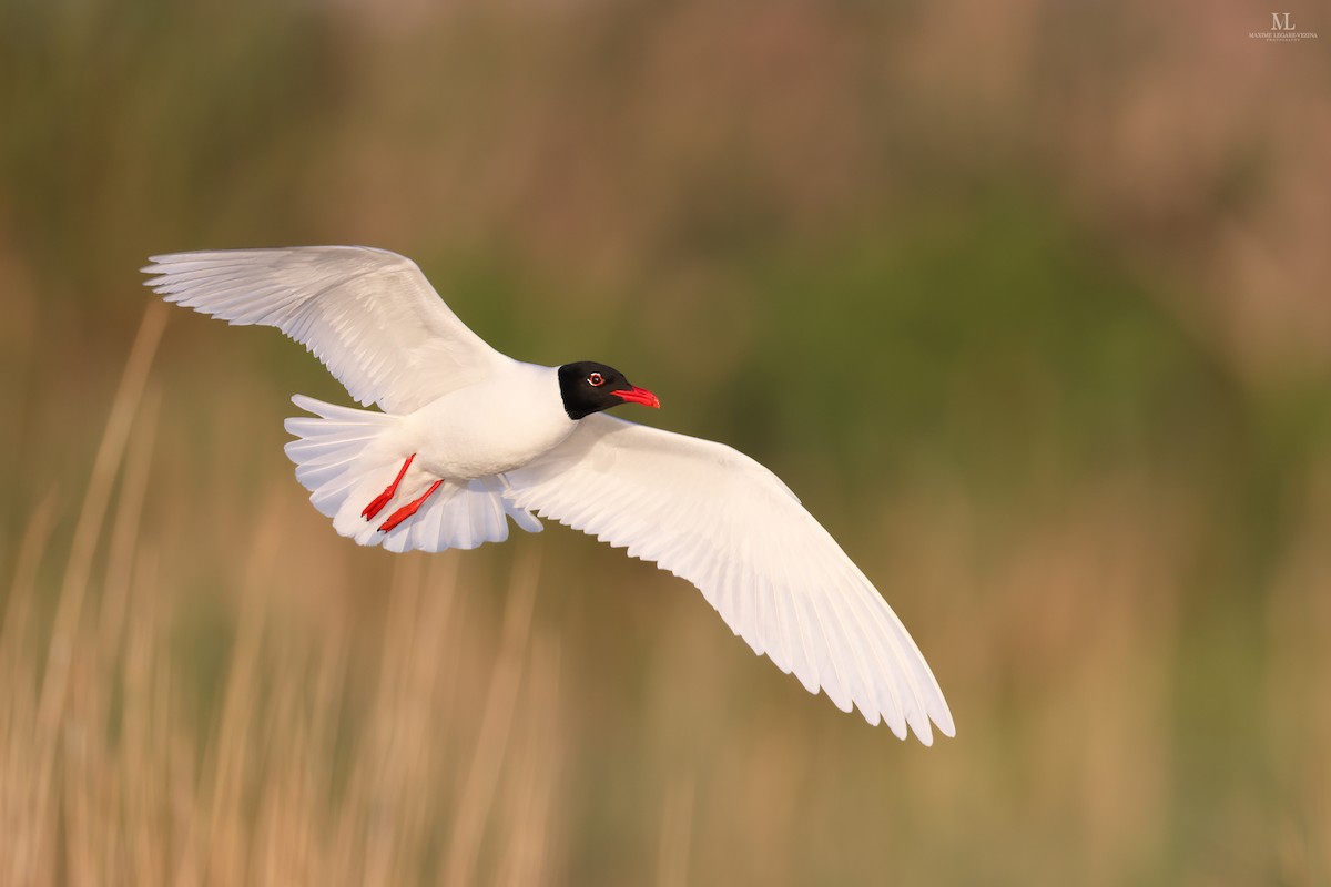 Mediterranean Gull - ML613944115