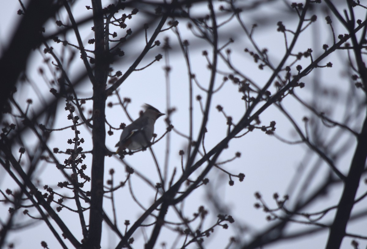 Bohemian Waxwing - Dawson Proudfoot