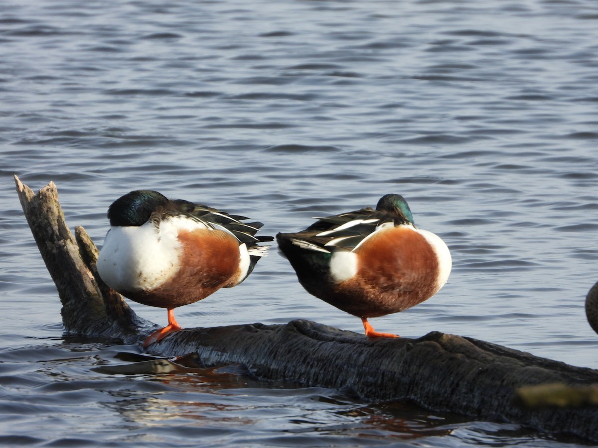 Northern Shoveler - stephen  carter