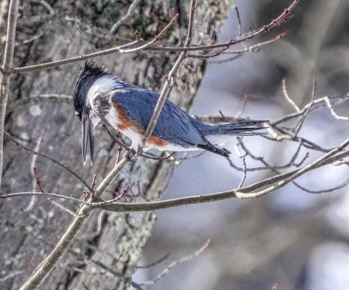 Belted Kingfisher - ML613944151