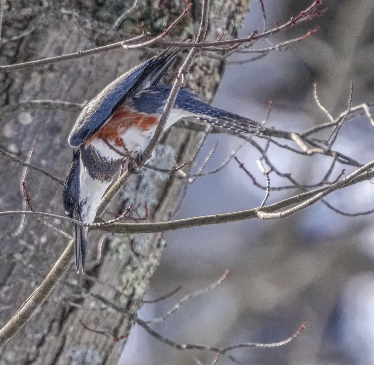 Belted Kingfisher - ML613944152