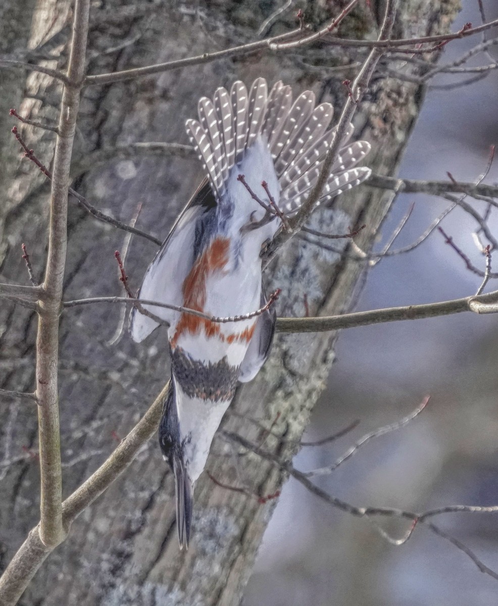 Belted Kingfisher - ML613944153