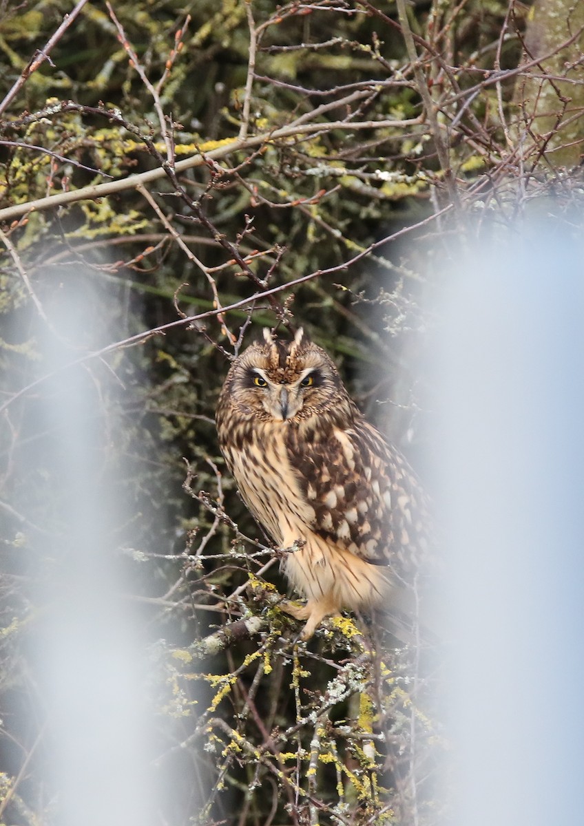 Short-eared Owl - ML613944162