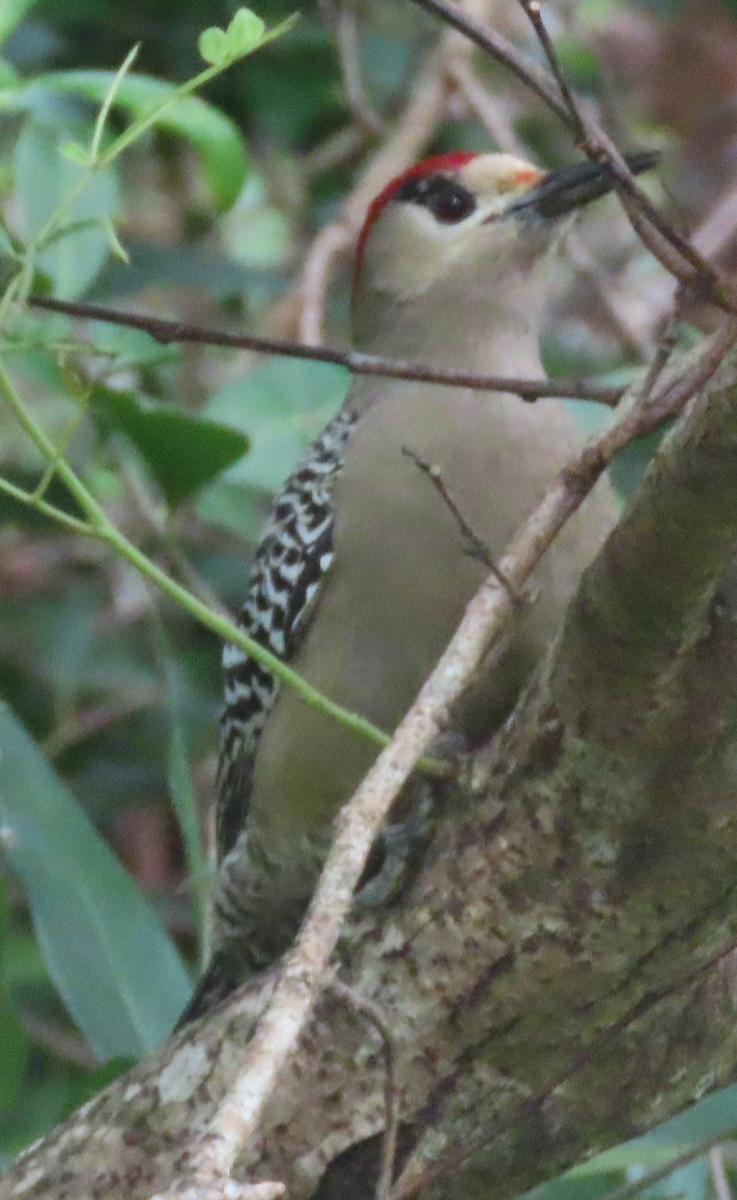 West Indian Woodpecker - ML613944163