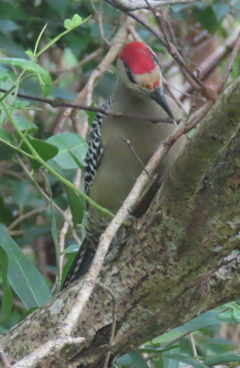West Indian Woodpecker - ML613944164