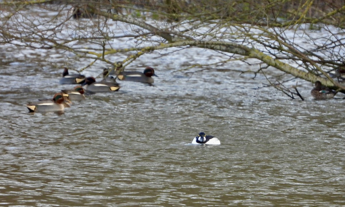 Common Goldeneye - ML613944165