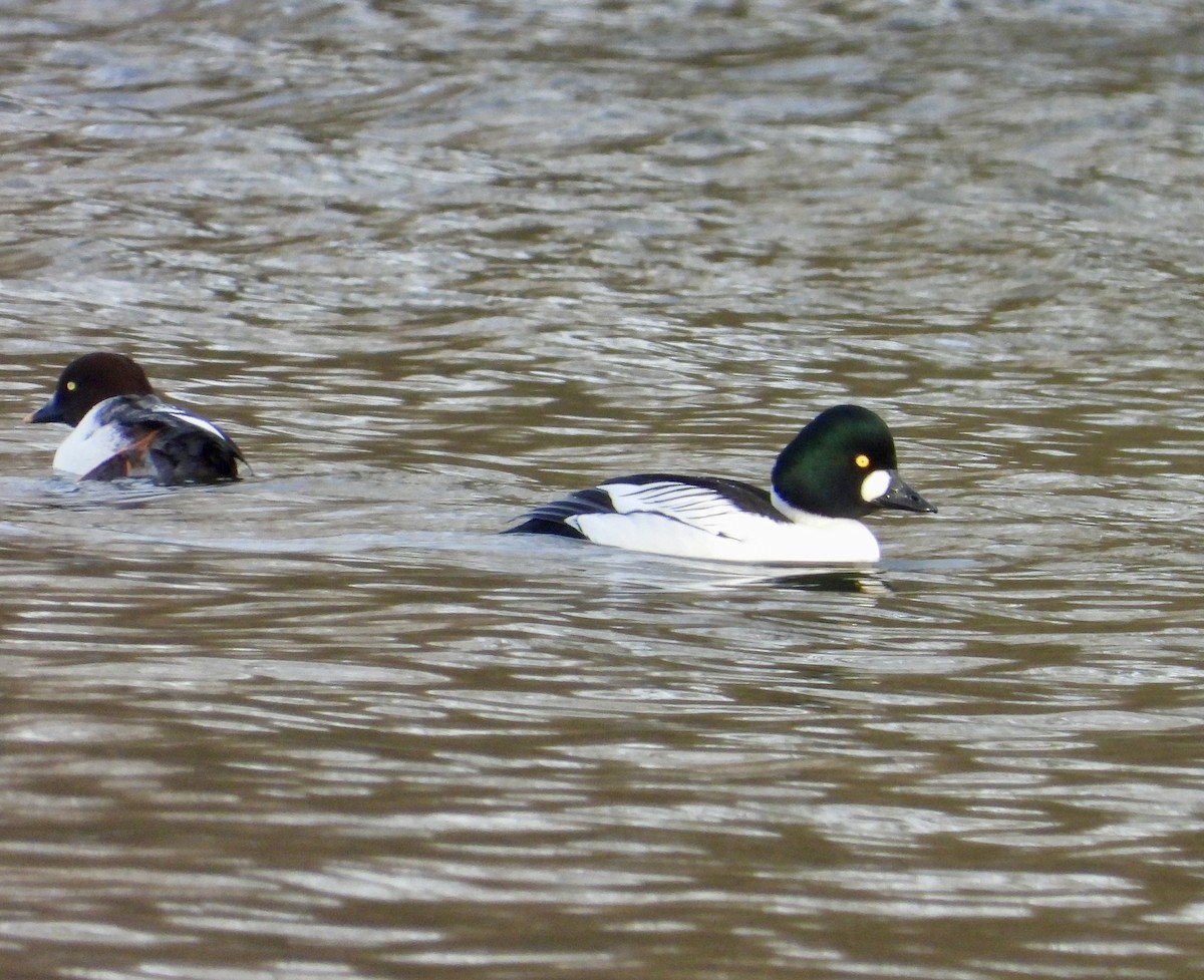 Common Goldeneye - stephen  carter