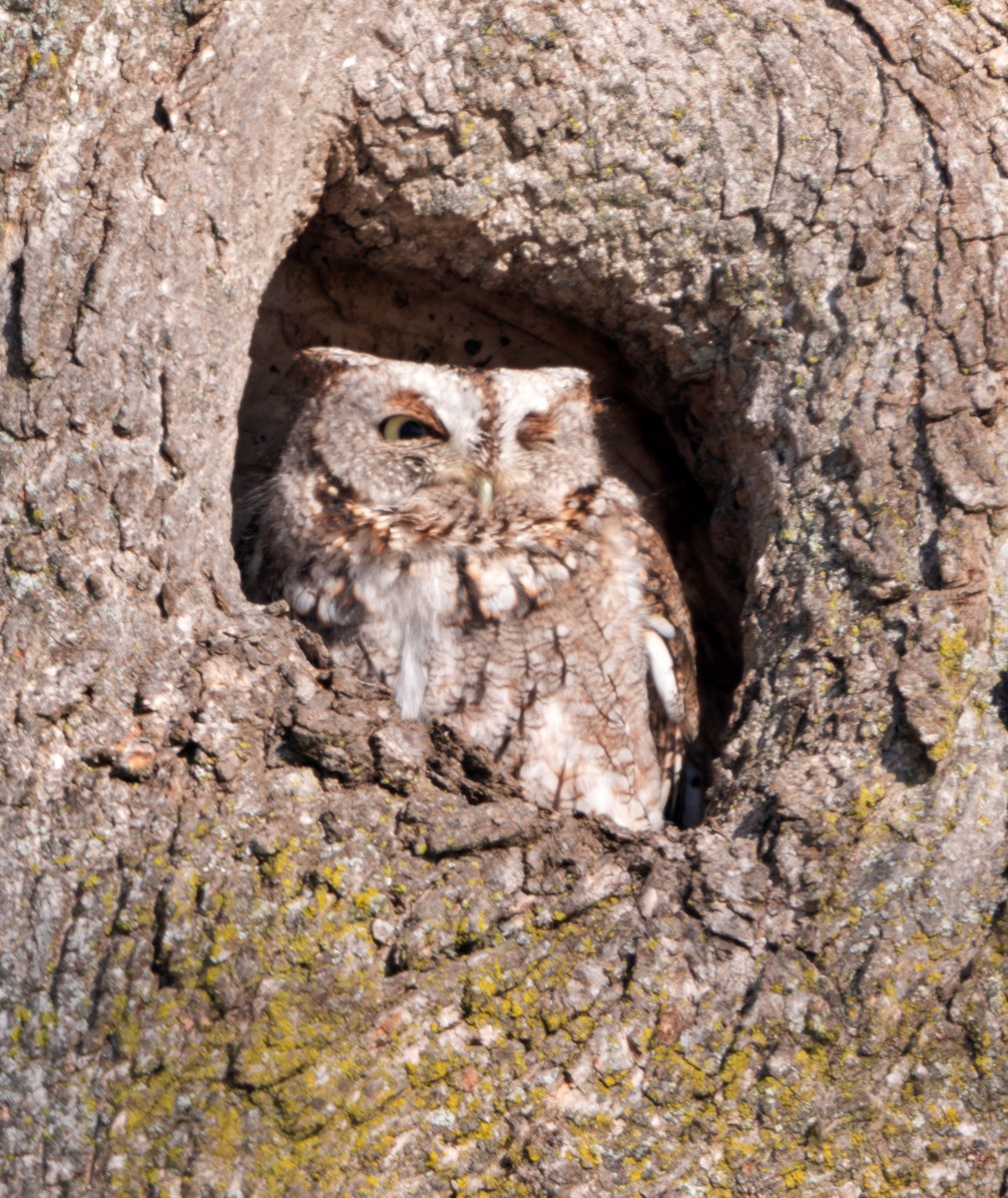 Eastern Screech-Owl - ML613944172