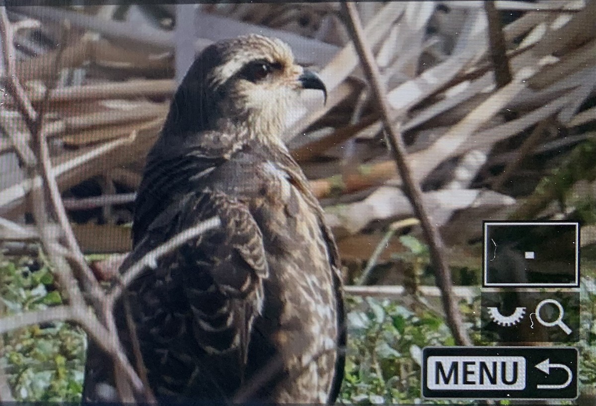 Snail Kite - ML613944183