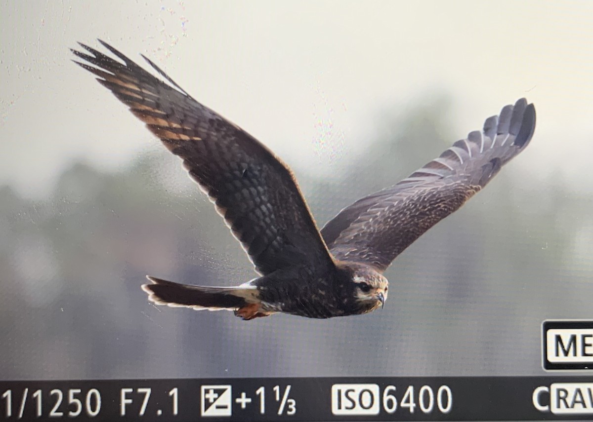 Snail Kite - ML613944184