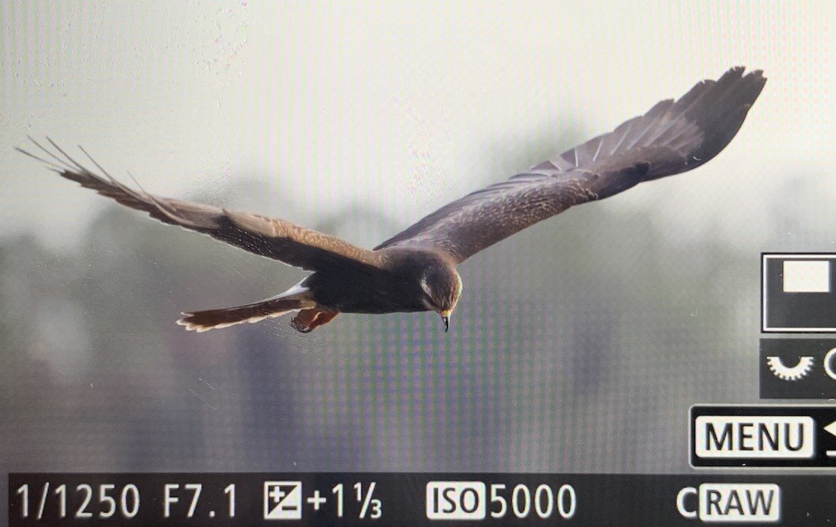 Schneckenbussard - ML613944185