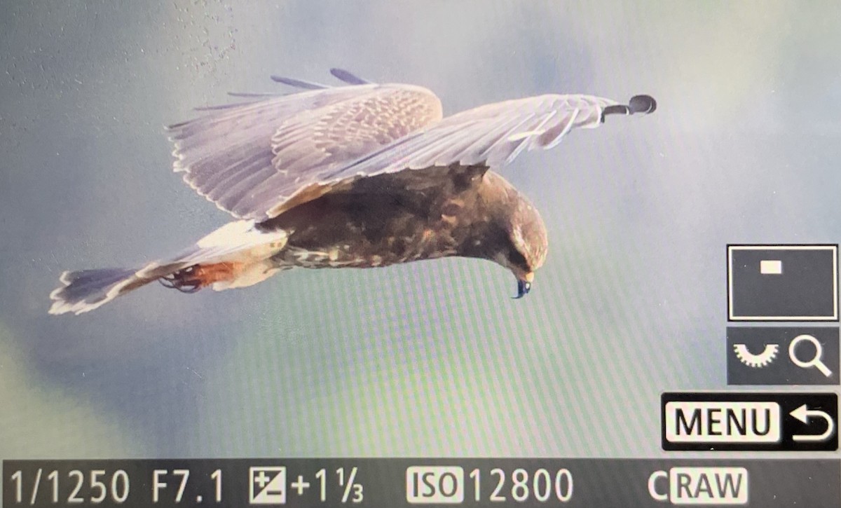 Snail Kite - Craig Heberton