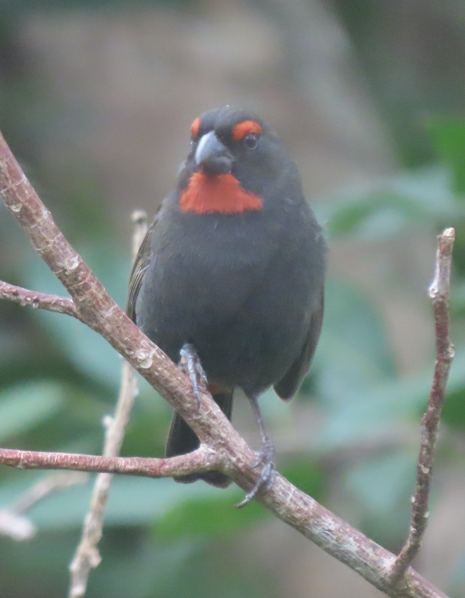 Greater Antillean Bullfinch - ML613944208