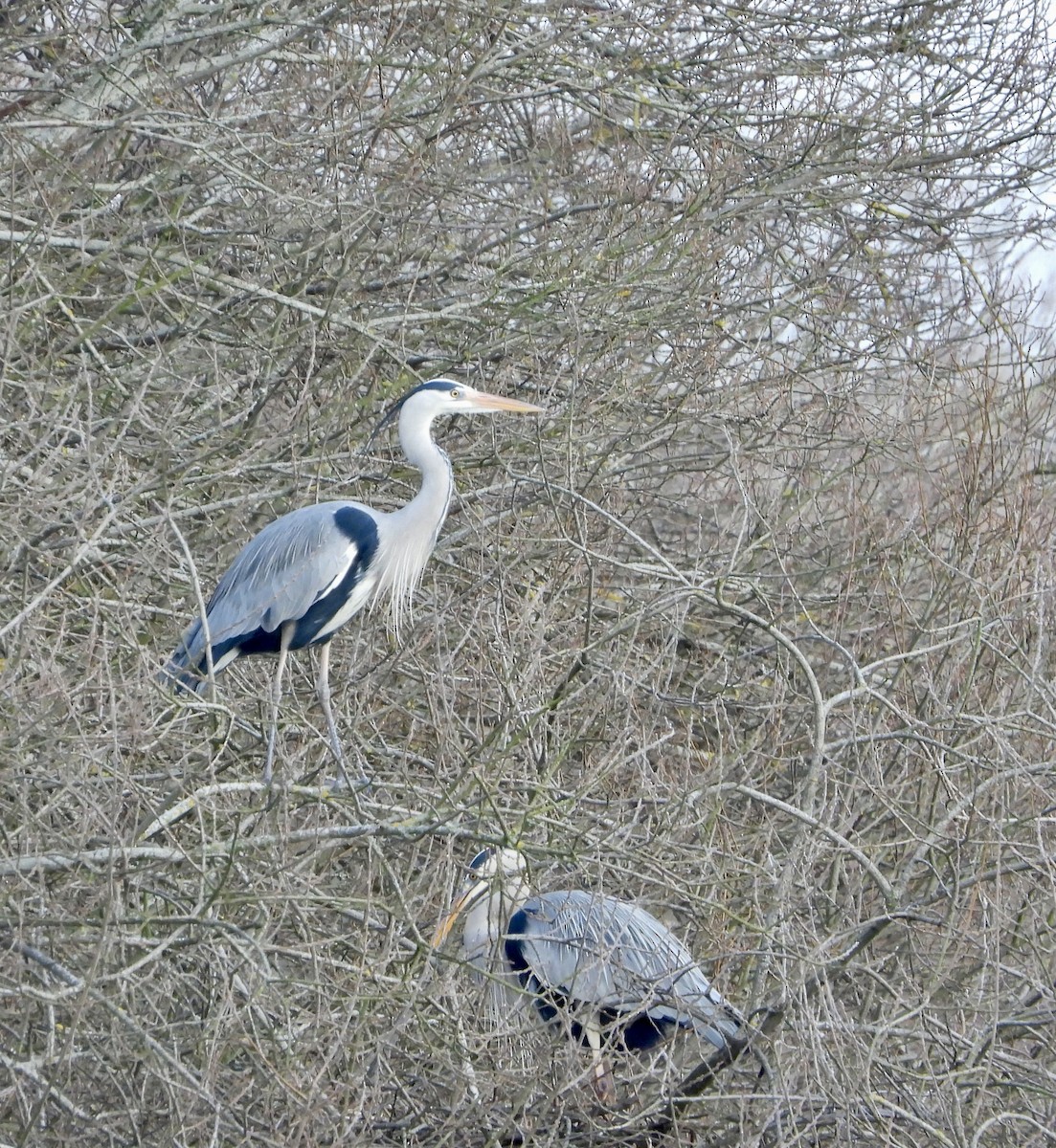 Gray Heron - stephen  carter