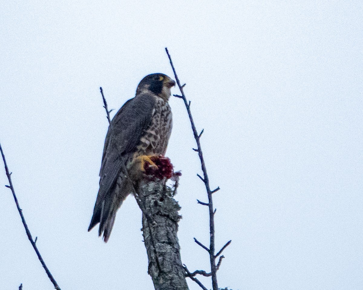 Peregrine Falcon - ML613944264