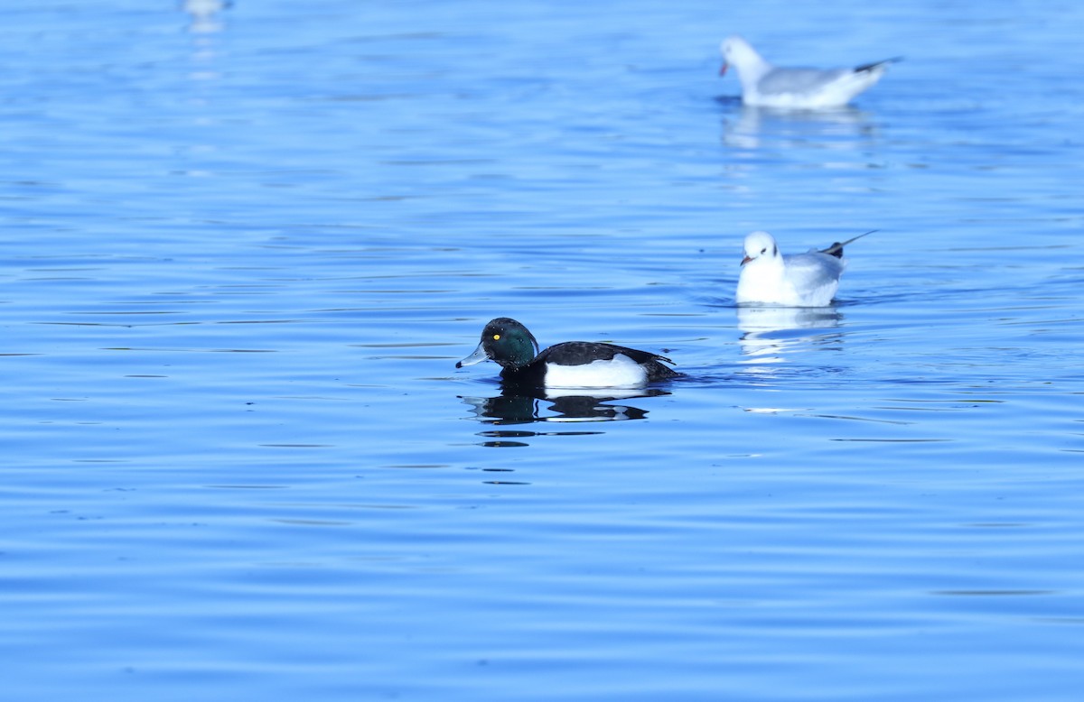 Tufted Duck - ML613944270