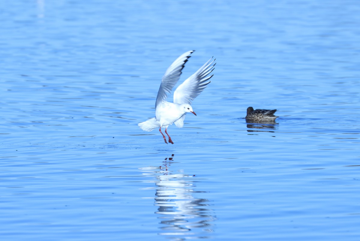 Black-headed Gull - ML613944285