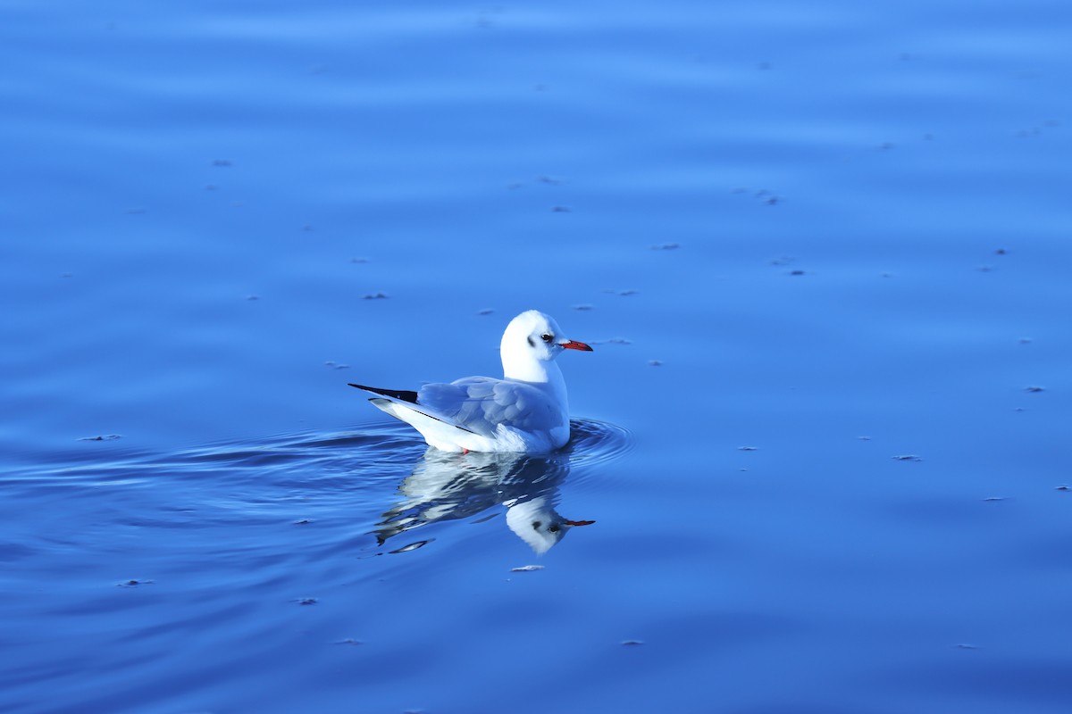 Black-headed Gull - ML613944288