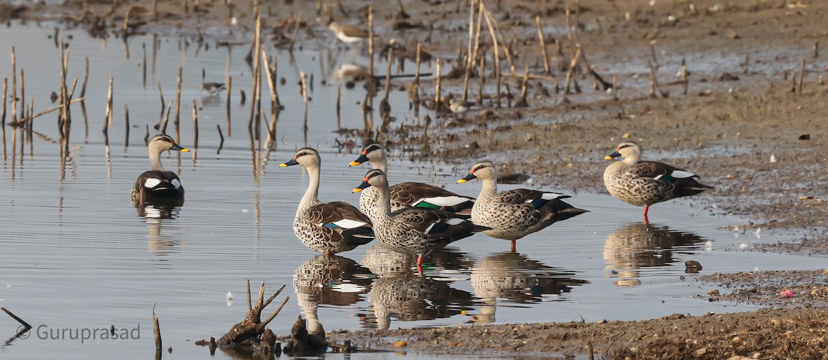 Indian Spot-billed Duck - ML613944349