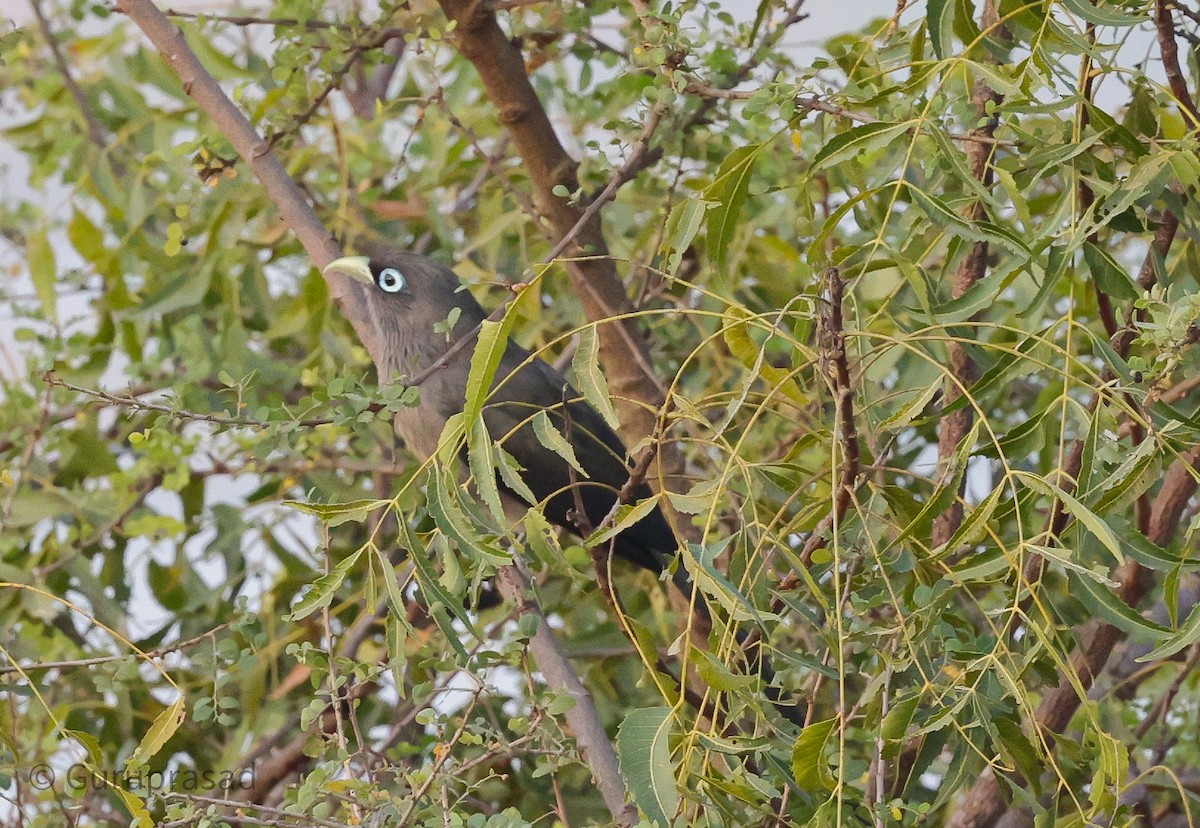 Blue-faced Malkoha - ML613944361