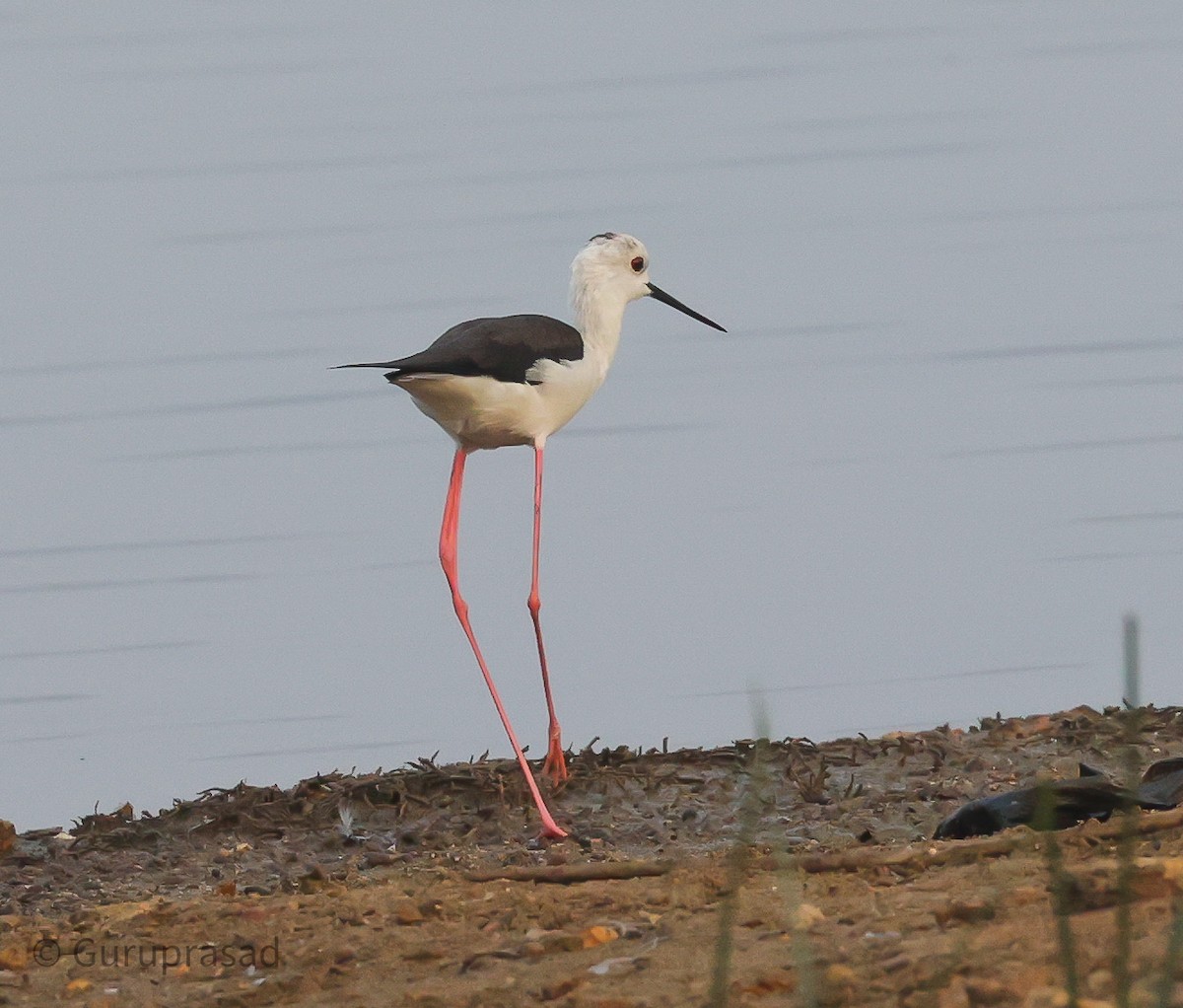 Black-winged Stilt - ML613944368