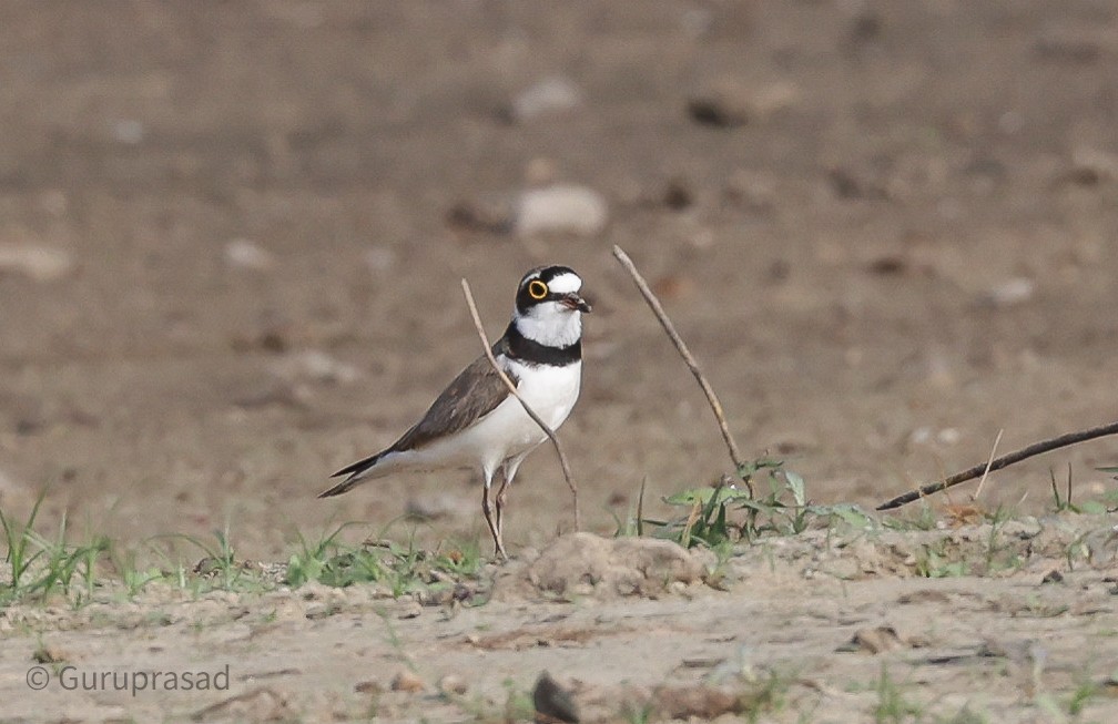 Little Ringed Plover - ML613944372