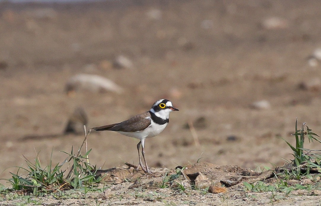 Little Ringed Plover - ML613944373