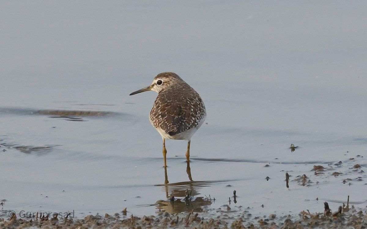 Wood Sandpiper - ML613944380