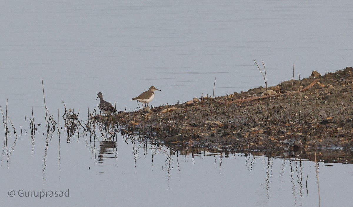 Wood Sandpiper - ML613944381