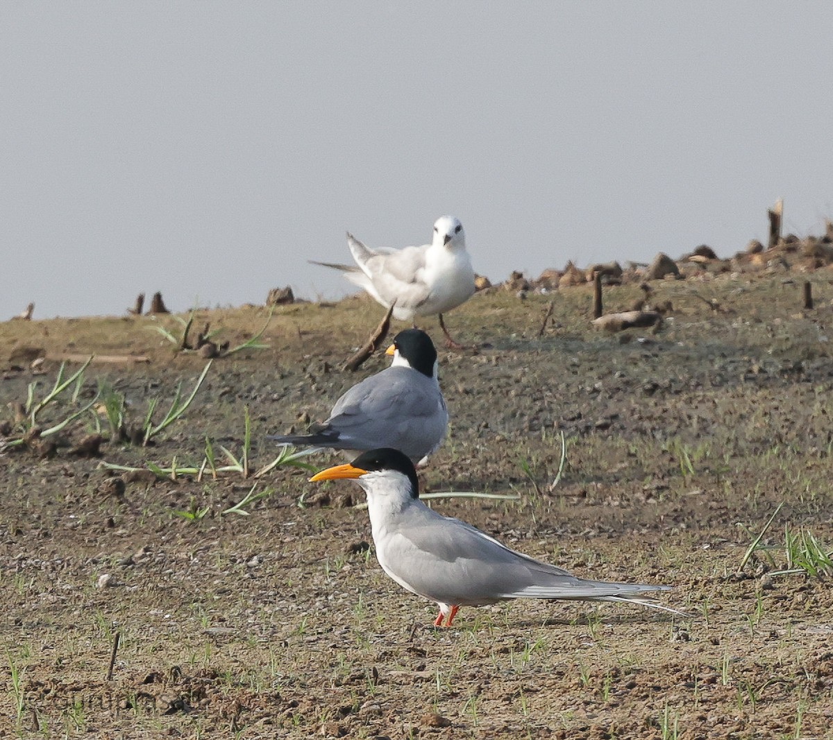 Whiskered Tern - ML613944386