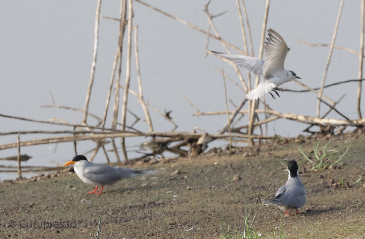 Whiskered Tern - ML613944387