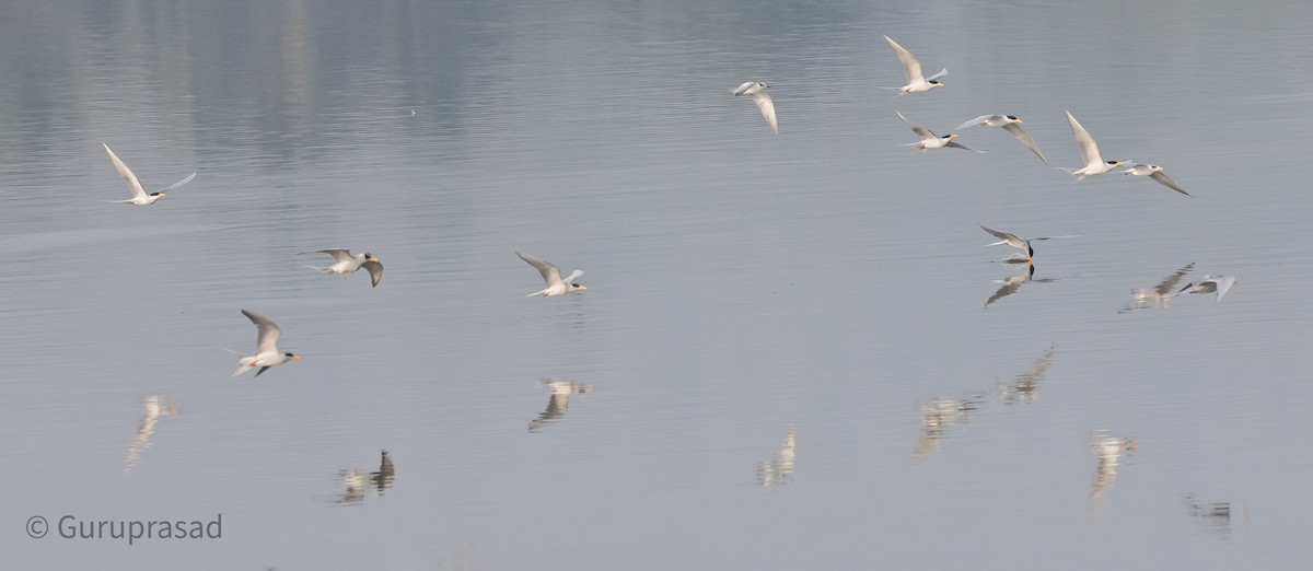 River Tern - ML613944406