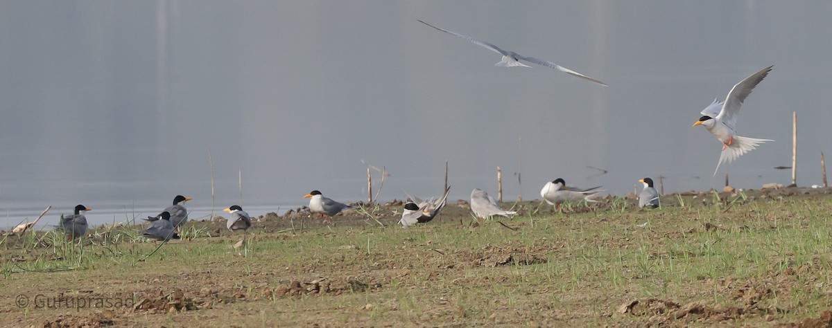 River Tern - ML613944407