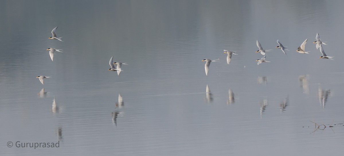 River Tern - ML613944408