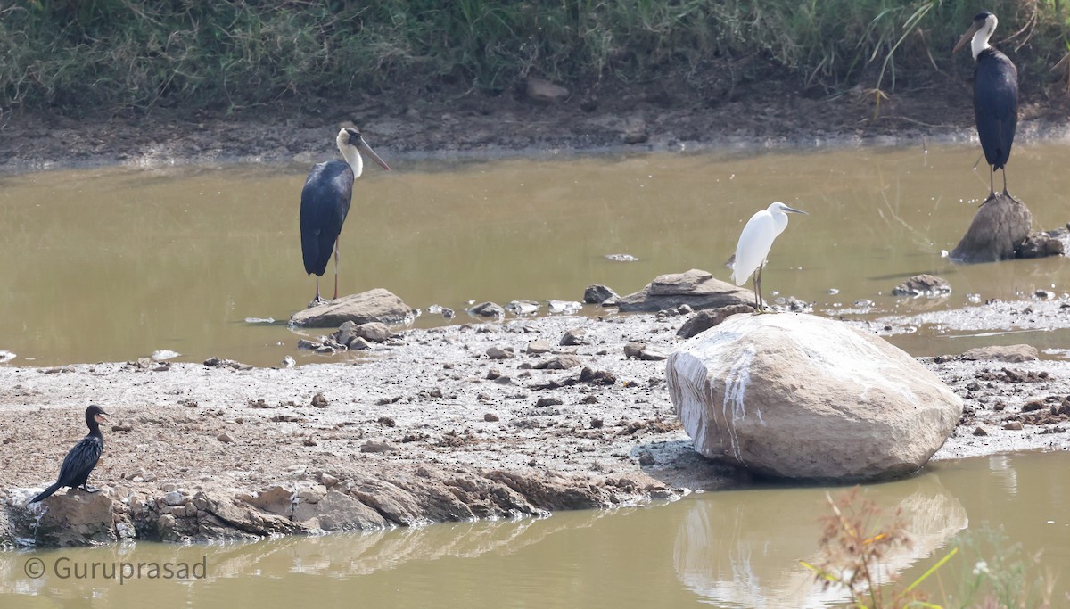 Asian Woolly-necked Stork - ML613944420