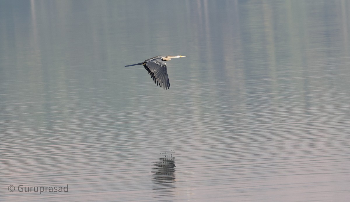 Oriental Darter - ML613944425