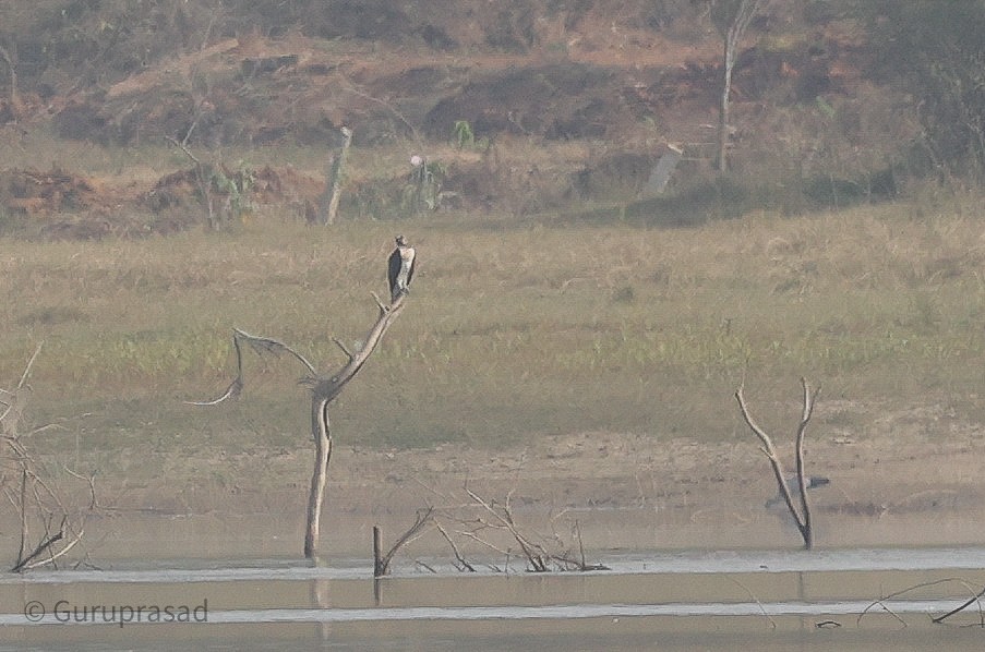 Osprey - ML613944430