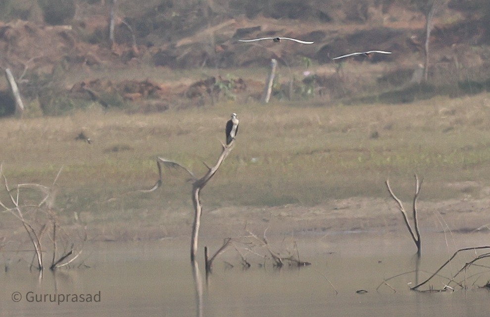 Osprey - ML613944431