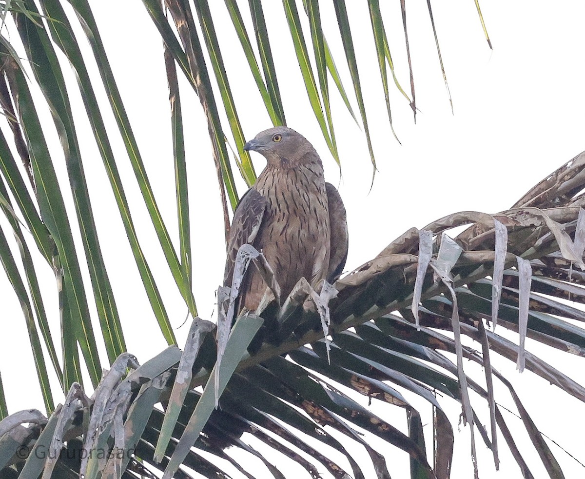 Oriental Honey-buzzard - ML613944435