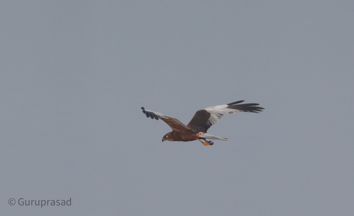 Western Marsh Harrier - ML613944438