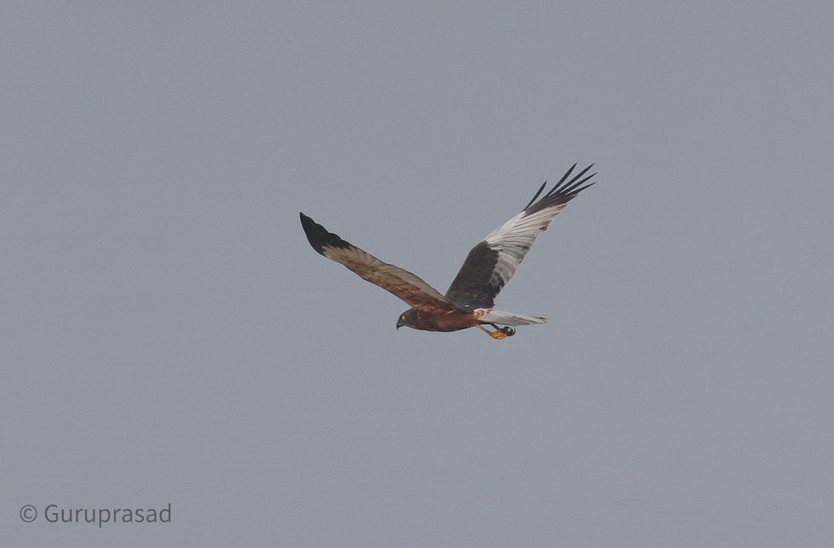 Western Marsh Harrier - ML613944439