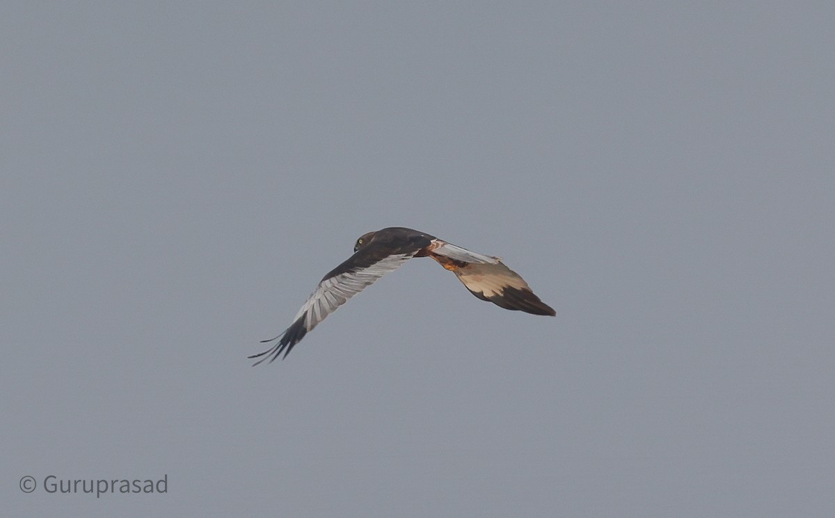 Western Marsh Harrier - ML613944440