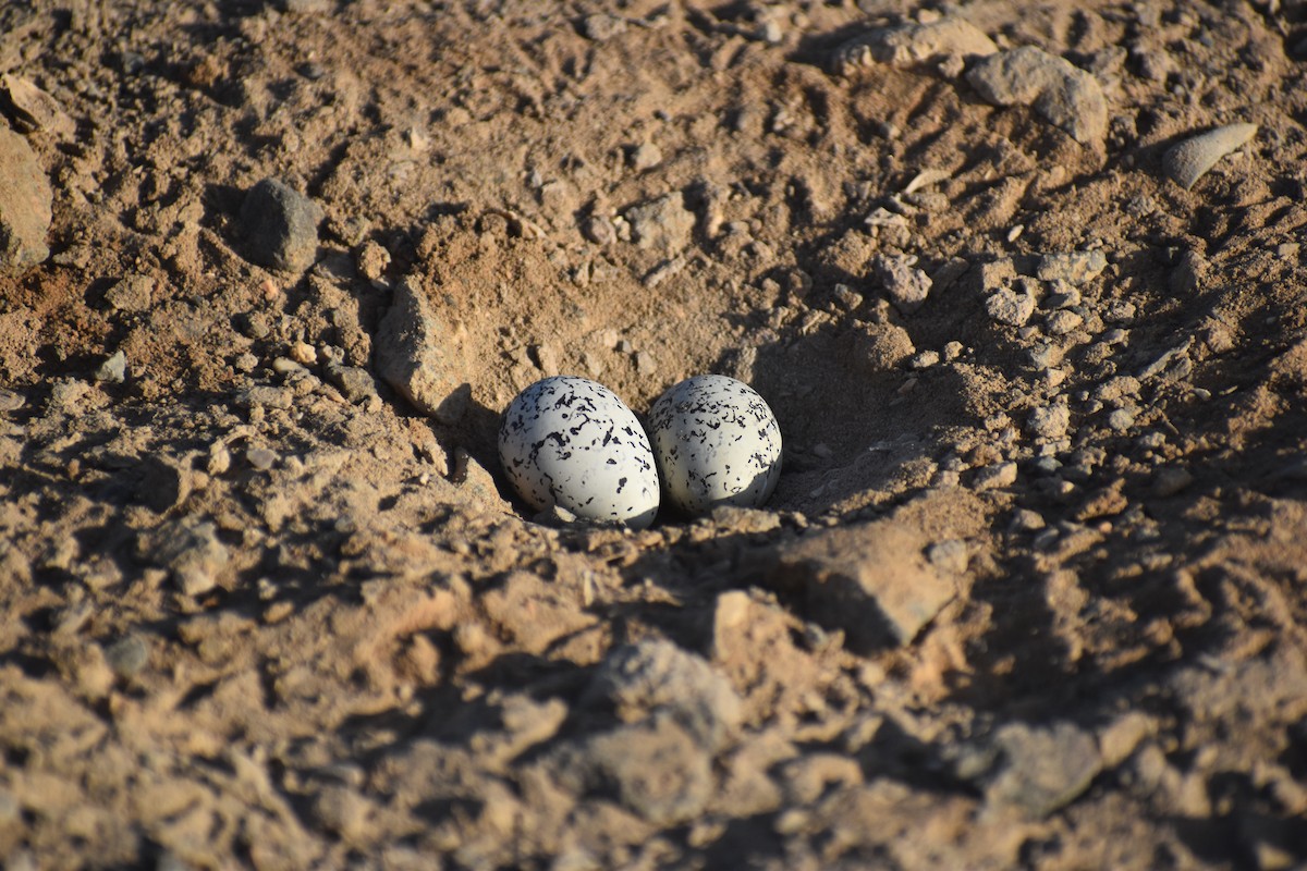 Snowy Plover - Fundación  Gaviotín Chico