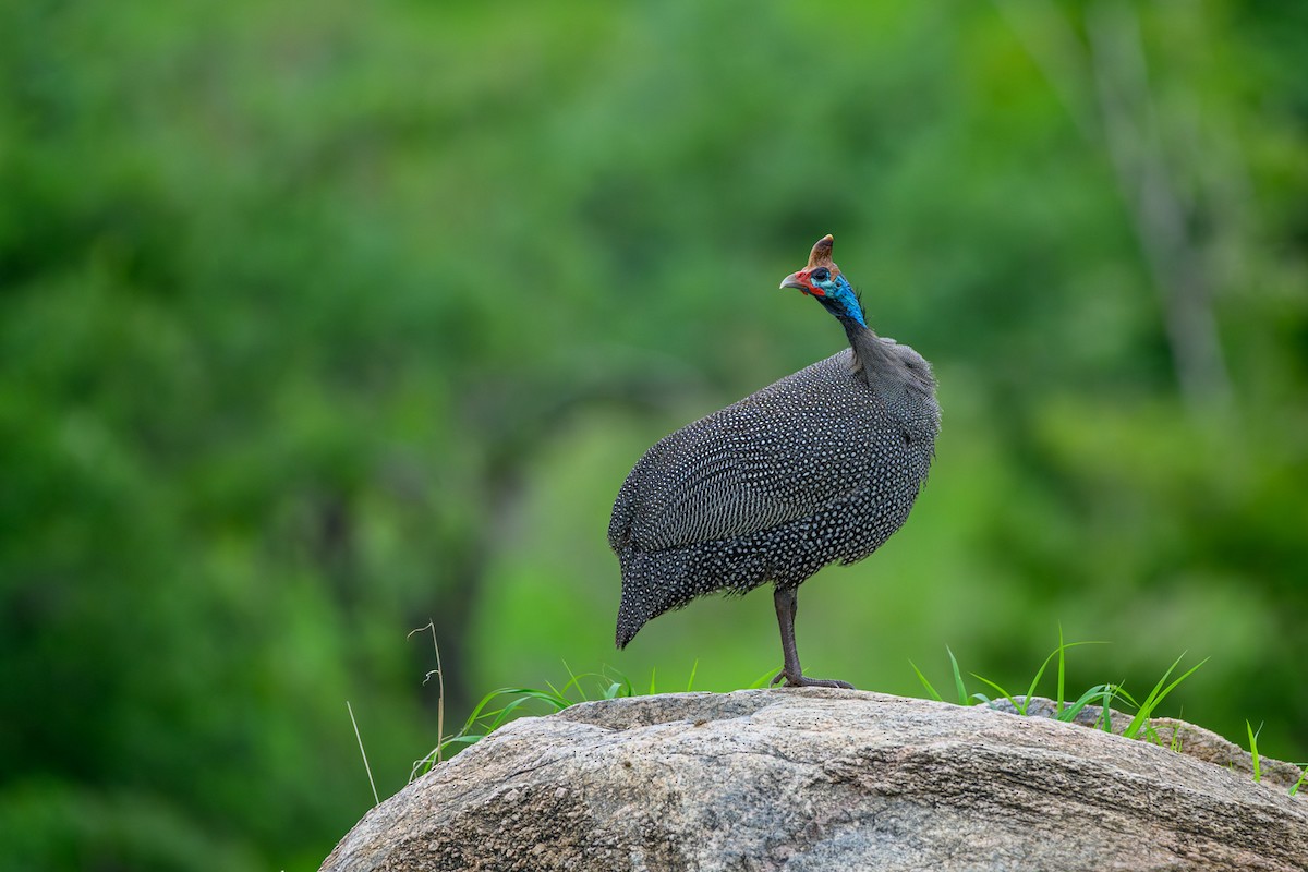 Helmeted Guineafowl - ML613944465