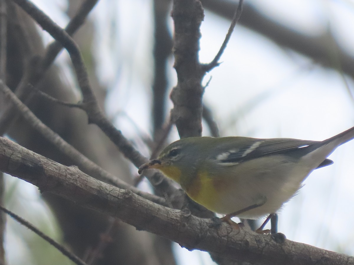 Northern Parula - ML613944474