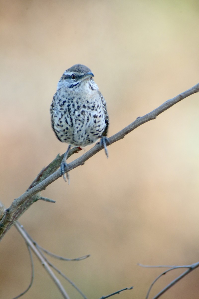 Yucatan Wren - ML613944680