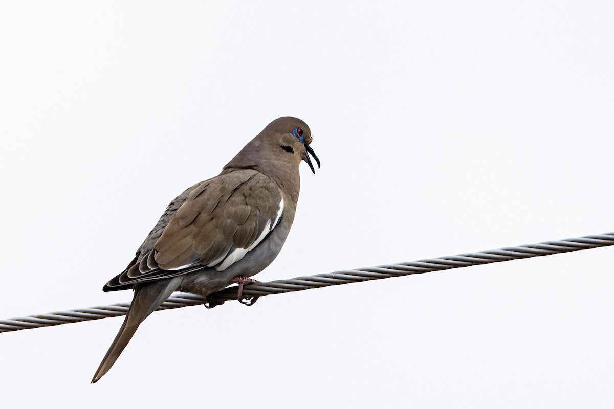 White-winged Dove - Michael McGovern